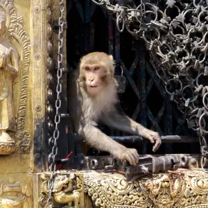 Explore Kathmandu Pokhara Tour 5 Nights 6 Days for 6 days with Himalayan Trekking & Tours and discover unforgettable experiences - Photo 6