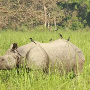 Explore Nepal Luxury Tour for 9 days with Himalayan Trekking & Tours and discover unforgettable experiences - Photo 4