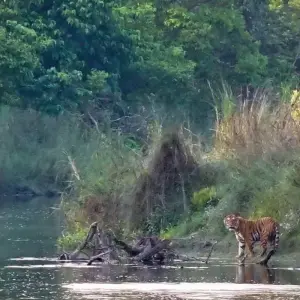 Explore Bardiya Safari Tour (Private Tour) for 4 days with Himalayan Trekking Path P.Ltd and discover unforgettable experiences - Photo 4