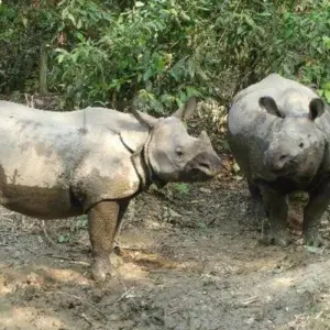 Explore Chitwan Jungle safari tour: 2 Nights/3 Days for 3 days with Himalayan Trekking Path P.Ltd and discover unforgettable experiences - Photo 4