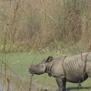 Explore Bardiya Safari Tour (Private Tour) for 4 days with Himalayan Trekking Path P.Ltd and discover unforgettable experiences - Photo 5