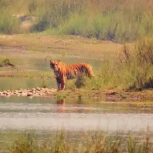 Explore Chitwan Jungle safari tour: 2 Nights/3 Days for 3 days with Himalayan Trekking Path P.Ltd and discover unforgettable experiences - Photo 6