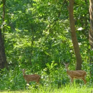 Explore Bardiya Safari Tour (Private Tour) for 4 days with Himalayan Trekking Path P.Ltd and discover unforgettable experiences - Photo 6