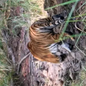 Explore Bardiya Safari Tour (Private Tour) for 4 days with Himalayan Trekking Path P.Ltd and discover unforgettable experiences - Photo 7