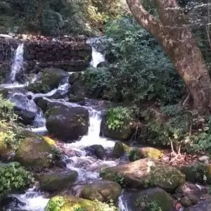 Explore Shivapuri Hiking in Kathmandu- The best hike in Kathmandu: 7 hours (Private Tour) for 1 days with Himalayan Trekking Path P.Ltd and discover unforgettable experiences - Photo 6