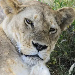 Explore 7 Day Majestic Kenya Safari for 7 days with Holiday Destination Safaris and discover unforgettable experiences - Photo 2