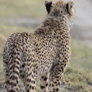 Explore 7 Day Majestic Kenya Safari for 7 days with Holiday Destination Safaris and discover unforgettable experiences - Photo 3