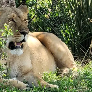 Explore Your African Safari for 12 days with Holiday Destination Safaris and discover unforgettable experiences - Photo 4