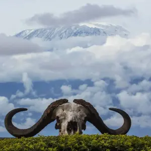 Explore Kenya-Tanzania Safari for 6 days with Holiday Destination Safaris and discover unforgettable experiences - Photo 2