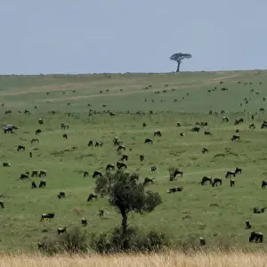 Explore Your African Safari for 12 days with Holiday Destination Safaris and discover unforgettable experiences - Photo 5