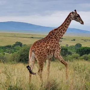 Explore Africa Savannah & Beach Safari for 12 days with Holiday Destination Safaris and discover unforgettable experiences - Photo 6