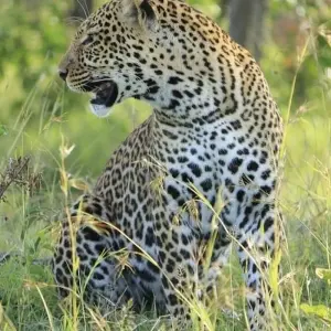 Explore 7 Day Majestic Kenya Safari for 7 days with Holiday Destination Safaris and discover unforgettable experiences - Photo 5