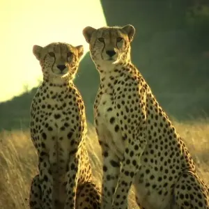 Explore 8 Day The Mara Serengeti Safari for 8 days with Holiday Destination Safaris and discover unforgettable experiences - Photo 3