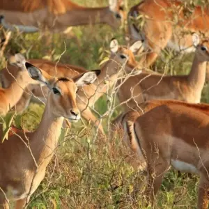 Explore 7 Day Majestic Kenya Safari for 7 days with Holiday Destination Safaris and discover unforgettable experiences - Photo 6