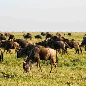 Explore 8 Day The Mara Serengeti Safari for 8 days with Holiday Destination Safaris and discover unforgettable experiences - Photo 4