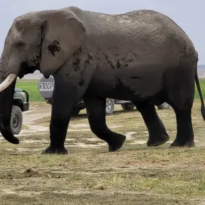 Explore Your African Safari for 12 days with Holiday Destination Safaris and discover unforgettable experiences - Photo 7