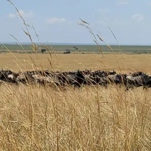 Explore Africa Savannah & Beach Safari for 12 days with Holiday Destination Safaris and discover unforgettable experiences - Photo 8