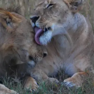 Explore 5 Day Masai Mara Migration Safari for 5 days with Holiday Destination Safaris and discover unforgettable experiences - Photo 2