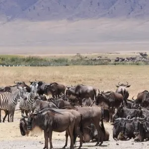 Explore 8 Day The Mara Serengeti Safari for 8 days with Holiday Destination Safaris and discover unforgettable experiences - Photo 5