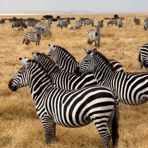 Explore Take Me Around East Africa for 14 days with Holiday Destination Safaris and discover unforgettable experiences - Photo 2