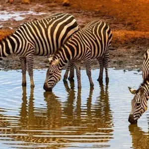 Explore 7 Day Majestic Kenya Safari for 7 days with Holiday Destination Safaris and discover unforgettable experiences - Photo 8
