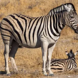 Explore Exploration Safari of Kenya & Tanzania for 8 days with Holiday Destination Safaris and discover unforgettable experiences - Photo 6