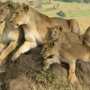 Explore 7 Day Majestic Kenya Safari for 7 days with Holiday Destination Safaris and discover unforgettable experiences - Photo 9