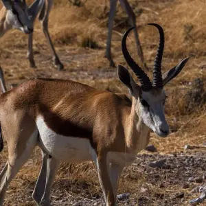 Explore Kenya-Tanzania Safari for 6 days with Holiday Destination Safaris and discover unforgettable experiences - Photo 7