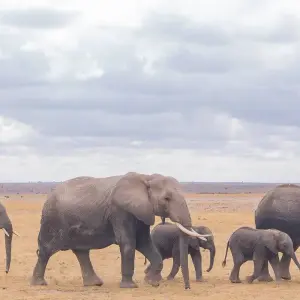 Explore Affordable Kenya Tanzania Safari for 11 days with Holiday Destination Safaris and discover unforgettable experiences - Photo 4