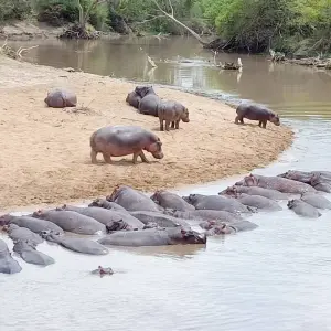 Explore Grand East African Safari (Gorilla & Migration) for 12 days with Holiday Destination Safaris and discover unforgettable experiences - Photo 3