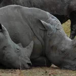 Explore Exploration Safari of Kenya & Tanzania for 8 days with Holiday Destination Safaris and discover unforgettable experiences - Photo 7