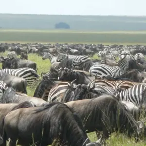 Explore 7 Day Majestic Kenya Safari for 7 days with Holiday Destination Safaris and discover unforgettable experiences - Photo 10