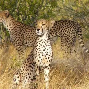 Explore 5 Day Masai Mara Migration Safari for 5 days with Holiday Destination Safaris and discover unforgettable experiences - Photo 5