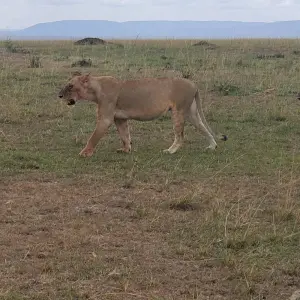 Explore GORILLA IN THE MIST for 7 days with Holiday Destination Safaris and discover unforgettable experiences - Photo 4