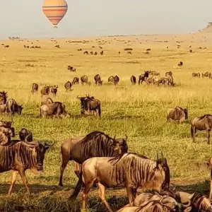 Explore Affordable Kenya Tanzania Safari for 11 days with Holiday Destination Safaris and discover unforgettable experiences - Photo 5