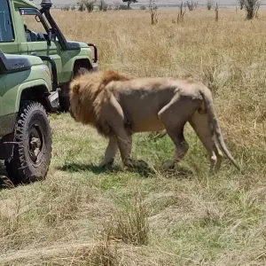 Explore Grand East African Safari (Gorilla & Migration) for 12 days with Holiday Destination Safaris and discover unforgettable experiences - Photo 4