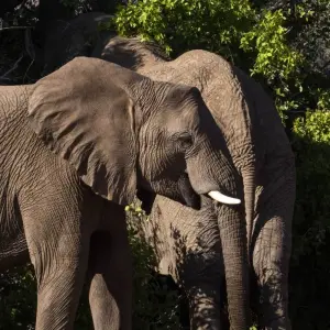 Explore Exploration Safari of Kenya & Tanzania for 8 days with Holiday Destination Safaris and discover unforgettable experiences - Photo 8