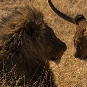 Explore Kenya-Tanzania Safari for 6 days with Holiday Destination Safaris and discover unforgettable experiences - Photo 9