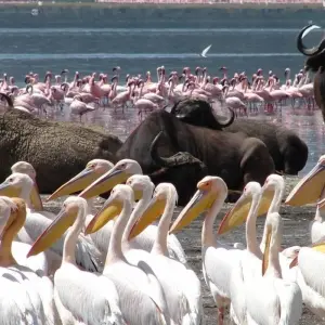 Explore 5 Day Masai Mara Migration Safari for 5 days with Holiday Destination Safaris and discover unforgettable experiences - Photo 7