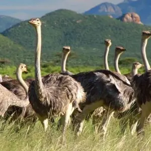 Explore 6 Day Kenya Cultural Safari for 6 days with Holiday Destination Safaris and discover unforgettable experiences - Photo 9