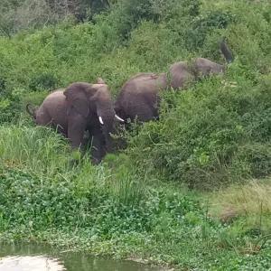 Explore GORILLA IN THE MIST for 7 days with Holiday Destination Safaris and discover unforgettable experiences - Photo 6