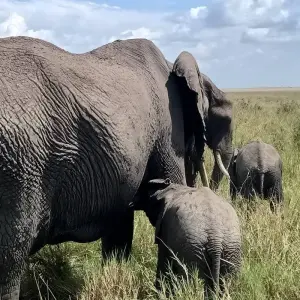 Explore Grand East African Safari (Gorilla & Migration) for 12 days with Holiday Destination Safaris and discover unforgettable experiences - Photo 6