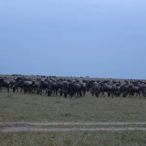 Explore 5 Day Masai Mara Migration Safari for 5 days with Holiday Destination Safaris and discover unforgettable experiences - Photo 8