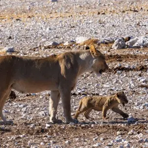 Explore Kenya-Tanzania Safari for 6 days with Holiday Destination Safaris and discover unforgettable experiences - Photo 11