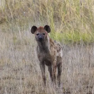 Explore 6 Day Kenya Cultural Safari for 6 days with Holiday Destination Safaris and discover unforgettable experiences - Photo 10