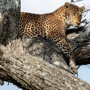 Explore Take Me Around East Africa for 14 days with Holiday Destination Safaris and discover unforgettable experiences - Photo 8