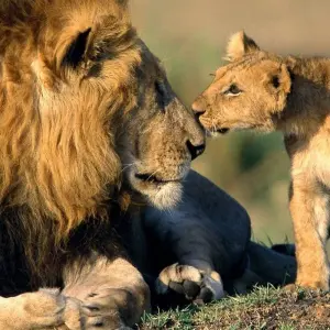 Explore 5 Day Masai Mara Migration Safari for 5 days with Holiday Destination Safaris and discover unforgettable experiences - Photo 9