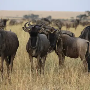 Explore 5 Day Masai Mara Migration Safari for 5 days with Holiday Destination Safaris and discover unforgettable experiences - Photo 10