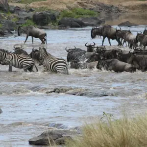 Explore 5 Day Masai Mara Migration Safari for 5 days with Holiday Destination Safaris and discover unforgettable experiences - Photo 11
