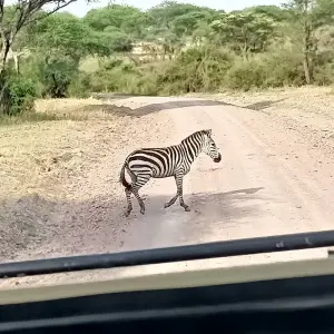 Explore Grand East African Safari (Gorilla & Migration) for 12 days with Holiday Destination Safaris and discover unforgettable experiences - Photo 10